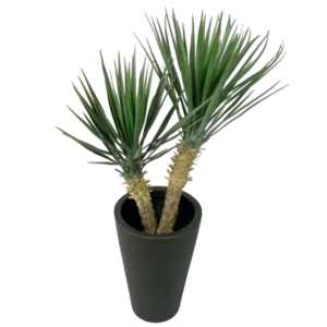 Kunstig Rostrata palme H: 100 cm.
