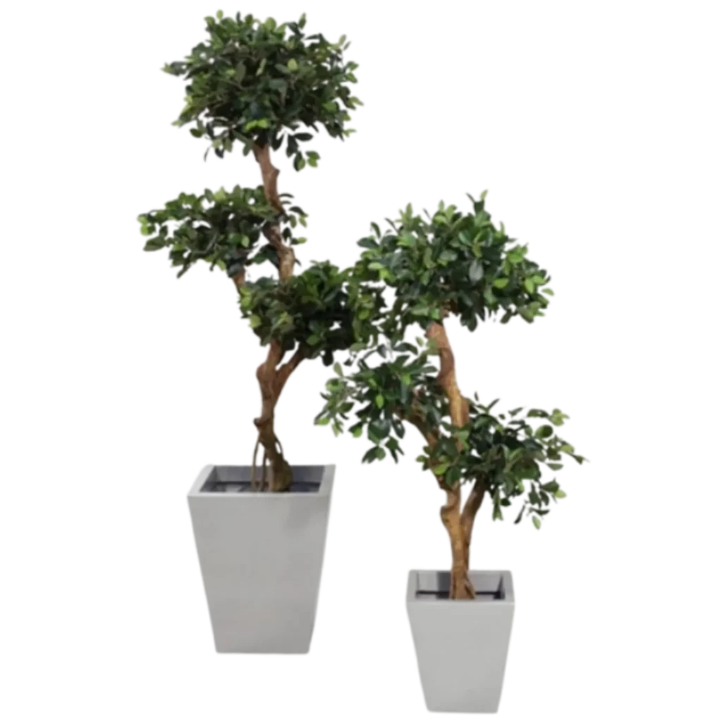 Kunstig Ficus Retusa - H: 170 cm.