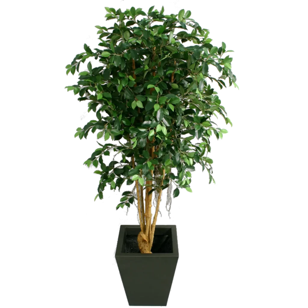 Kunstig Ficus Retusa H: 170 cm.