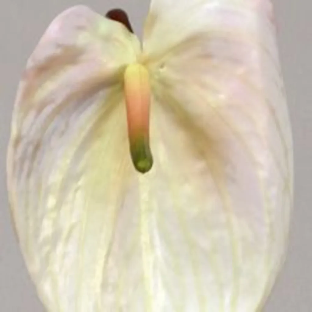 Kunstig Anthurium L80 cm .