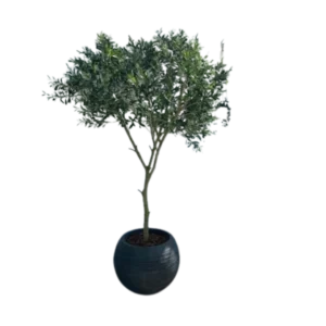 Kunstig Oliventræ H: 250 cm.