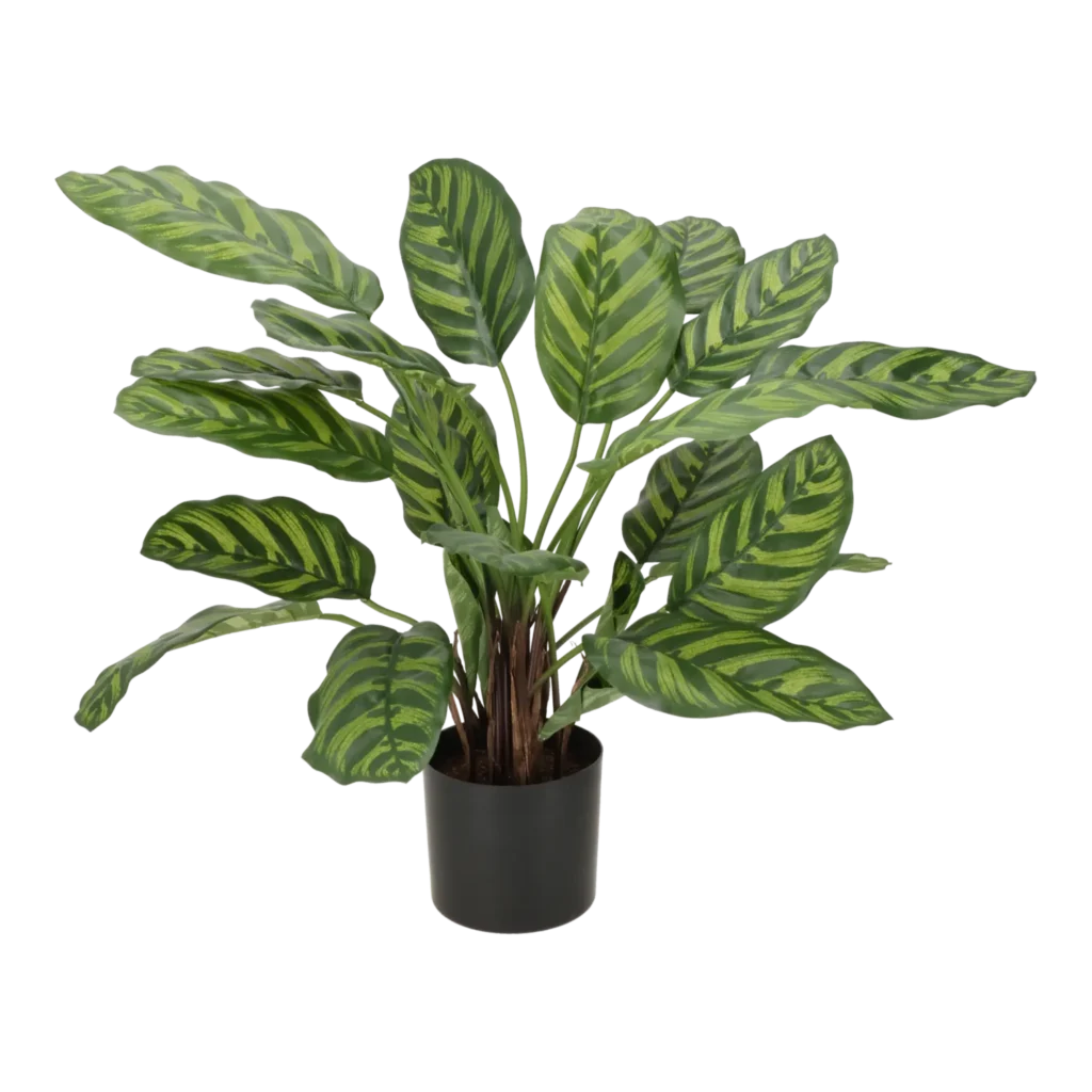 Kunstig calathea makoyana grøn/gul - H: 58 cm.