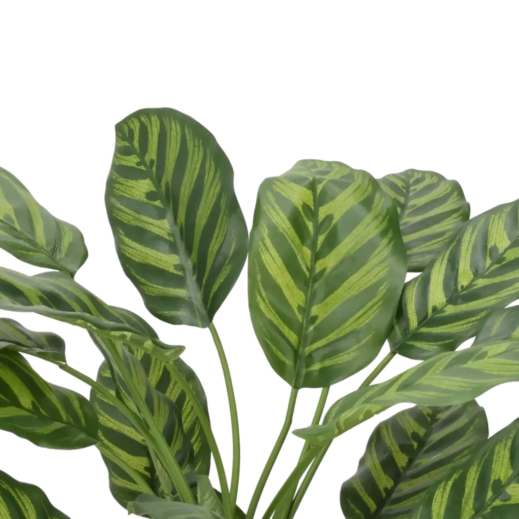 Closeup af Kunstig Calathea 58 cm.