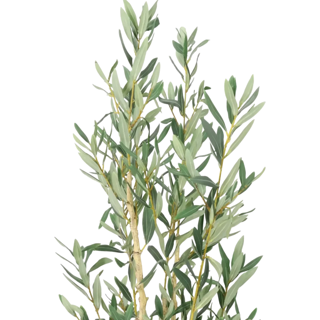 Closeup af Kunstig Olea europaea 120 cm.