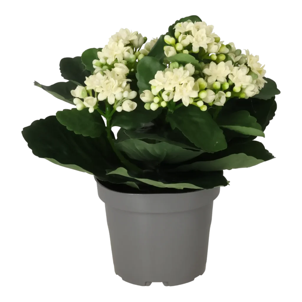 Kunstig Kalanchoe hvid - H: 20 cm.