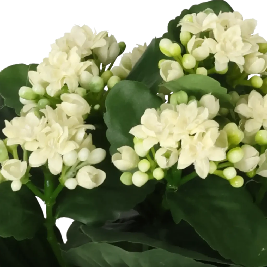 Closeup af Kunstig Kalanchoe 20 cm.