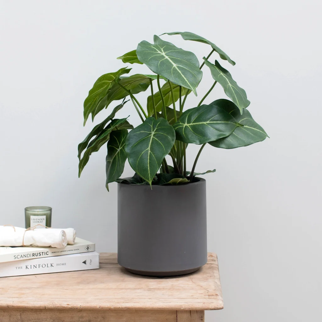 Kunstig Syngonium fr H: 58 cm.