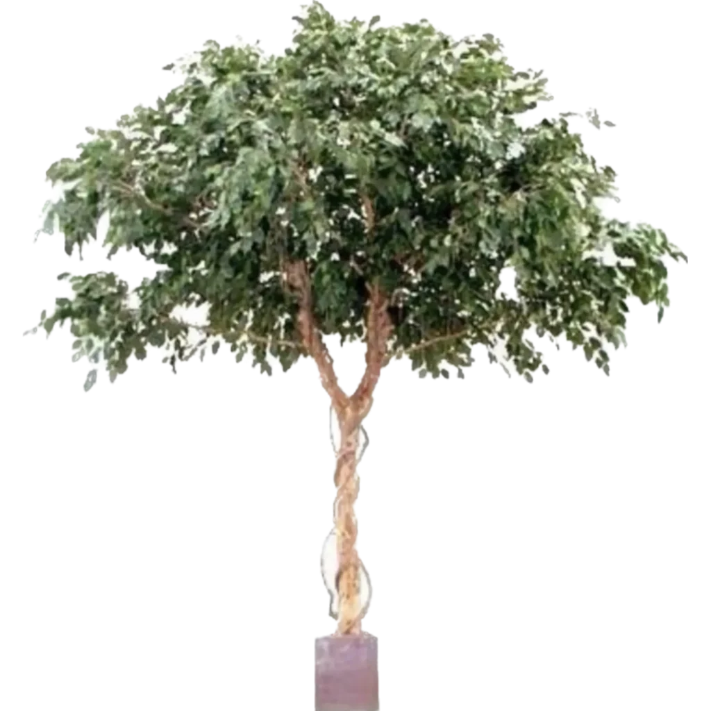 Kunstig Ficus Exotica H: 400 cm.