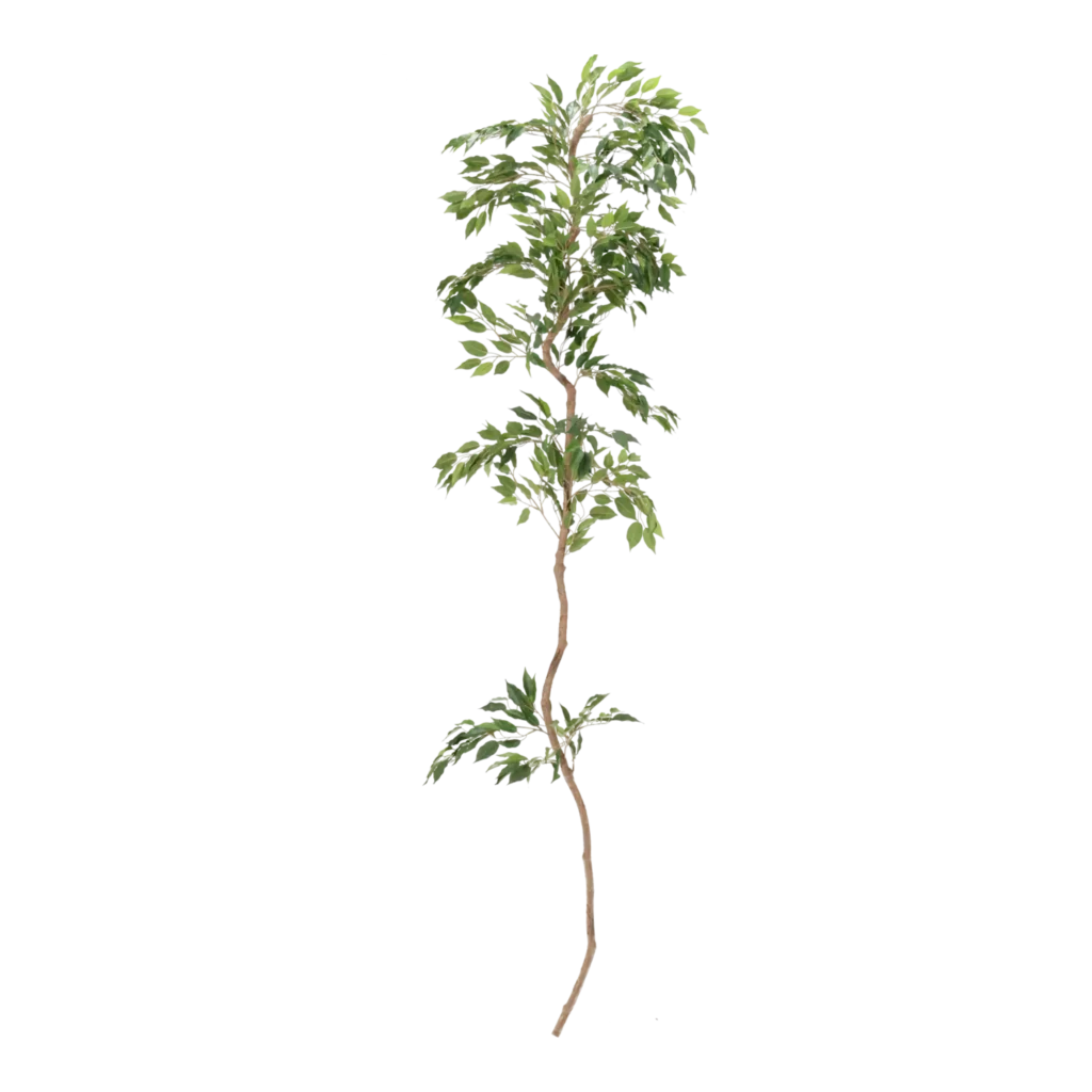Kunstig Jade Ficus vine L: 180 cm.