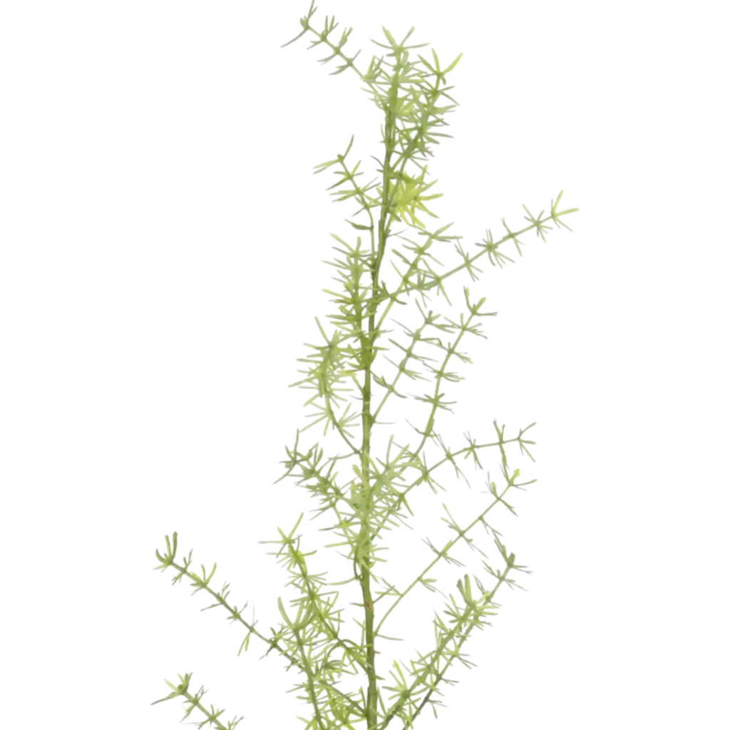 Closeup af Kunstig asparagus L: 65 cm.