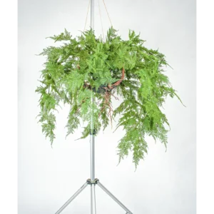 Kunstig Asparagus hængeplante 85 cm.