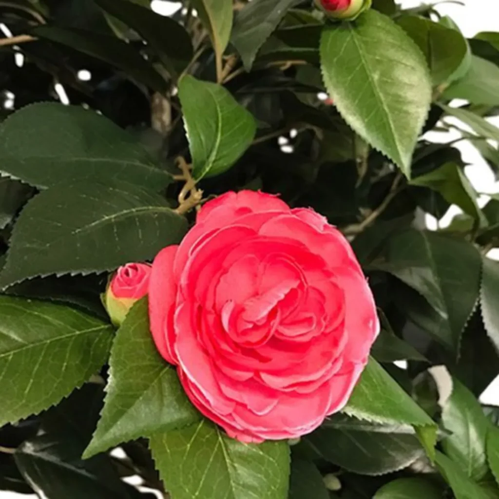 Kunstig camelia træ H130 cm.